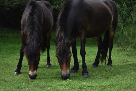 Wild horses Djursland Peninsula